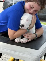 Savanna, a female Dogo Argentino for sale in La Porte, TX – 2 of 3