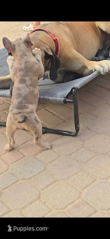 Beano – French Bulldog puppy for sale in Albuquerque, NM