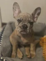 Beano, a male French Bulldog for sale in Albuquerque, NM – 2 of 3