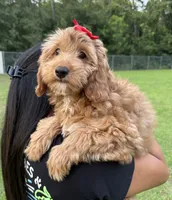 Mia, a female Goldendoodle for sale in Kissimmee, FL – 2 of 2