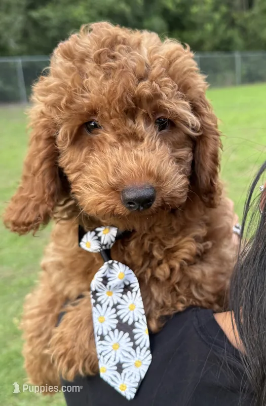 Rocky – Goldendoodle puppy for sale in Kissimmee, FL