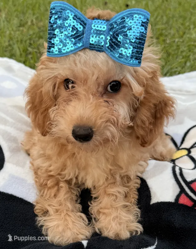 Ally – Goldendoodle puppy for sale in Kissimmee, FL