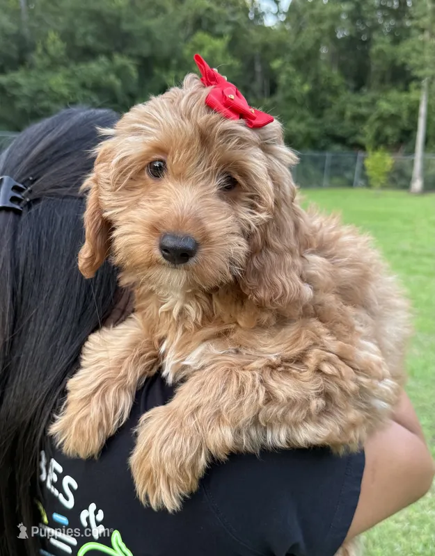 Mia – Goldendoodle puppy for sale in Kissimmee, FL