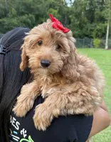 Mia, a female Goldendoodle for sale in Kissimmee, FL – 1 of 2
