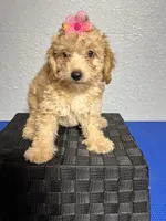 Kaia, a female Goldendoodle for sale in Kissimmee, FL – 1 of 1
