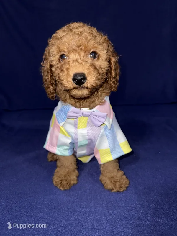 Kobe – Miniature Goldendoodle puppy for sale in Kissimmee, FL