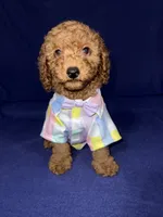 Kobe, a male Miniature Goldendoodle for sale in Kissimmee, FL – 1 of 1