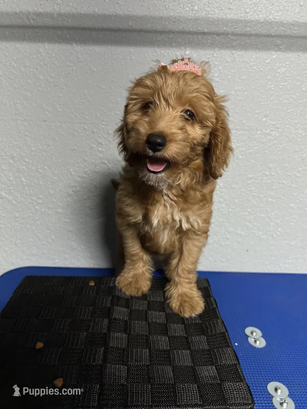 Kylie – Miniature Goldendoodle puppy for sale in Kissimmee, FL