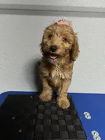 Kylie, a female Goldendoodle for sale in Kissimmee, FL – 1 of 2