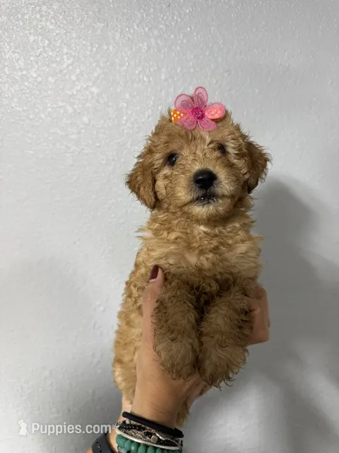 Kylie – Miniature Goldendoodle puppy for sale in Kissimmee, FL