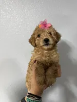 Kylie, a female Miniature Goldendoodle for sale in Kissimmee, FL – 1 of 1