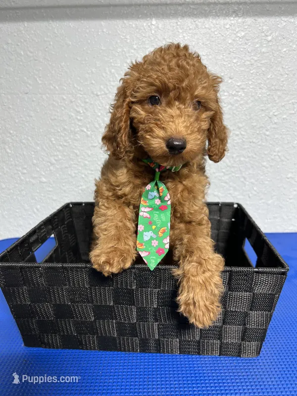Kobe – Miniature Goldendoodle puppy for sale in Kissimmee, FL