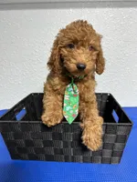 Kobe, a male Goldendoodle for sale in Kissimmee, FL – 1 of 2