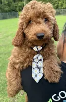Rocky, a male Goldendoodle for sale in Kissimmee, FL – 2 of 2