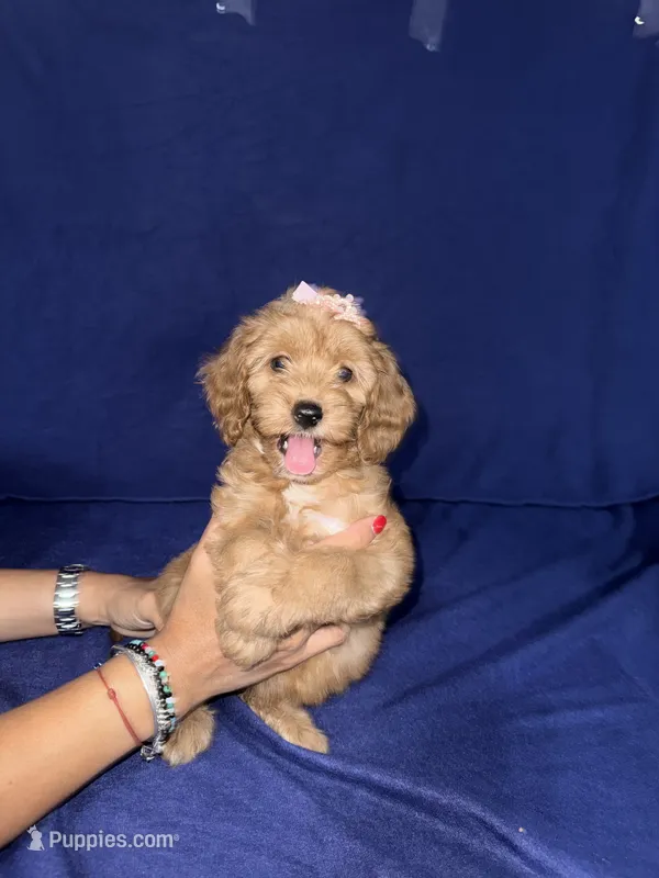 Kylie – Miniature Goldendoodle puppy for sale in Kissimmee, FL