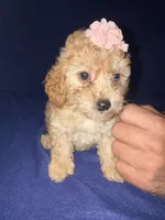 Kaia, a female Miniature Goldendoodle for sale in Kissimmee, FL – 1 of 1