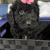 Kyrie, a female Miniature Goldendoodle for sale in Kissimmee, FL – Photo 1 of 2