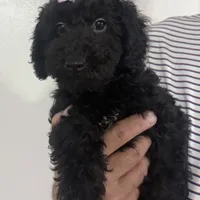 Kyrie, a female Miniature Goldendoodle for sale in Kissimmee, FL – Photo 2 of 2