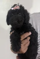 Kyrie, a female Miniature Goldendoodle for sale in Kissimmee, FL – Photo 2 of 2