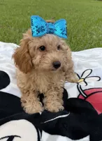 Ally, a female Goldendoodle for sale in Kissimmee, FL – 2 of 2