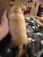 Theodore , a male Chihuahua for sale in Spencer, IN – 4 of 7