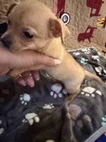 Theodore , a male Chihuahua for sale in Spencer, IN – 7 of 7