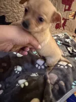 Theodore , a male Chihuahua for sale in Spencer, IN – 6 of 7