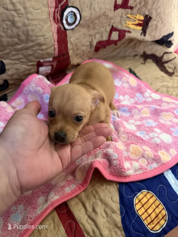 Jasmine  – Chihuahua puppy for sale in Spencer, IN