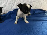 Jack , a male Chihuahua for sale in Spencer, IN – Photo 3 of 3