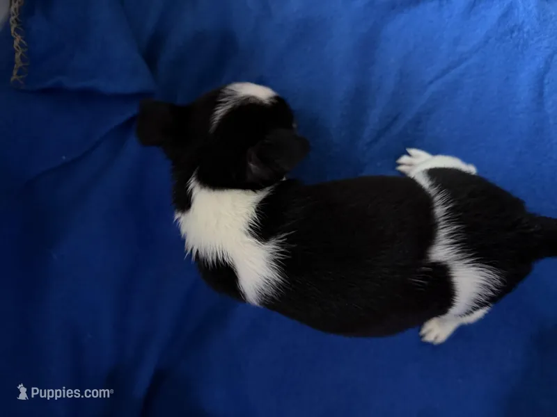 Jack  – Chihuahua puppy for sale in Spencer, IN