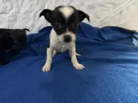 Jack , a male Chihuahua for sale in Spencer, IN – Photo 2 of 3