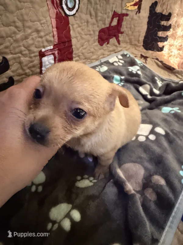 Theodore  – Chihuahua puppy for sale in Spencer, IN