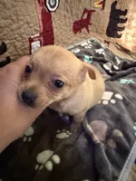 Theodore , a male Chihuahua for sale in Spencer, IN – 1 of 7