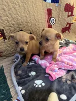 Theodore , a male Chihuahua for sale in Spencer, IN – 5 of 7