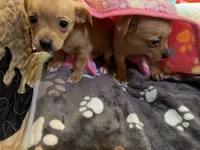 Jasmine , a female Chihuahua for sale in Spencer, IN – 2 of 6