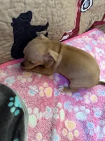 Jasmine , a female Chihuahua for sale in Spencer, IN – 4 of 6