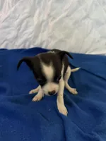 Sweet Pea, a female Chihuahua for sale in Spencer, IN – Photo 2 of 3