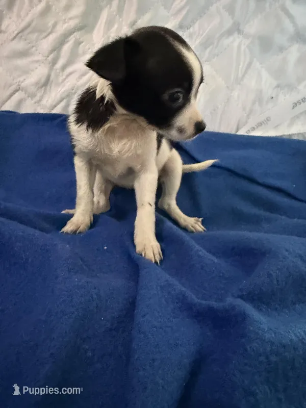 Sweet Pea – Chihuahua puppy for sale in Spencer, IN