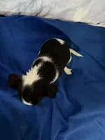 Sweet Pea, a female Chihuahua for sale in Spencer, IN – Photo 3 of 3