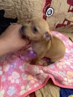 Jasmine , a female Chihuahua for sale in Spencer, IN – 6 of 6
