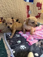 Jasmine , a female Chihuahua for sale in Spencer, IN – 5 of 6