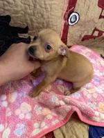 Jasmine , a female Chihuahua for sale in Spencer, IN – 3 of 6