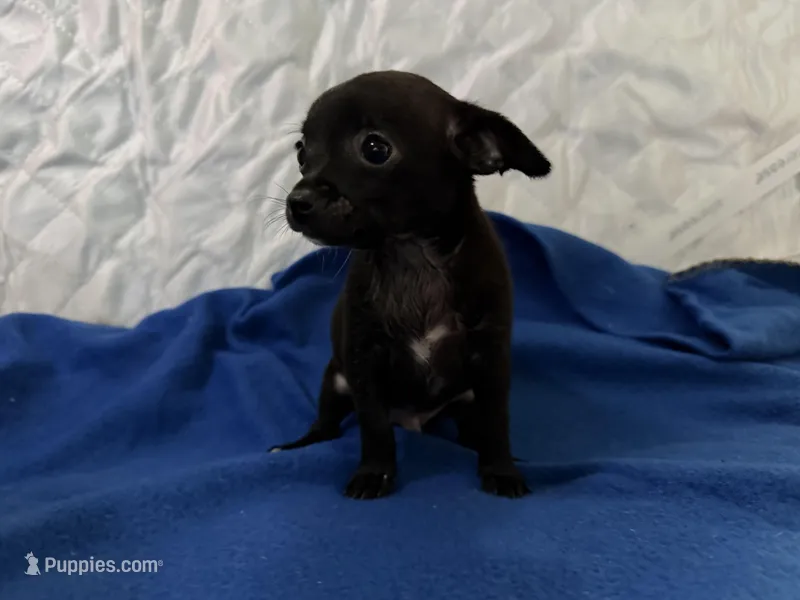 Jose  – Chihuahua puppy for sale in Spencer, IN