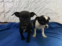 Jose , a male Chihuahua for sale in Spencer, IN – Photo 3 of 3