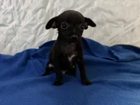 Jose , a male Chihuahua for sale in Spencer, IN – Photo 2 of 3