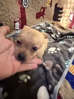 Theodore , a male Chihuahua for sale in Spencer, IN – 2 of 7