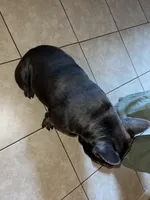 Leo, a male French Bulldog for sale in Winton, CA – Photo 6 of 7