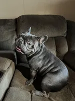 Leo, a male French Bulldog for sale in Winton, CA – Photo 2 of 7