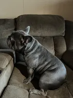 Leo, a male French Bulldog for sale in Winton, CA – Photo 1 of 7