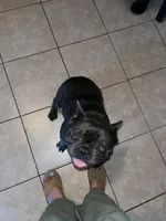 Leo, a male French Bulldog for sale in Winton, CA – Photo 4 of 7